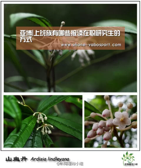 亚博|上班族有哪些报读在职研究生的方式(图1) 亚博体育